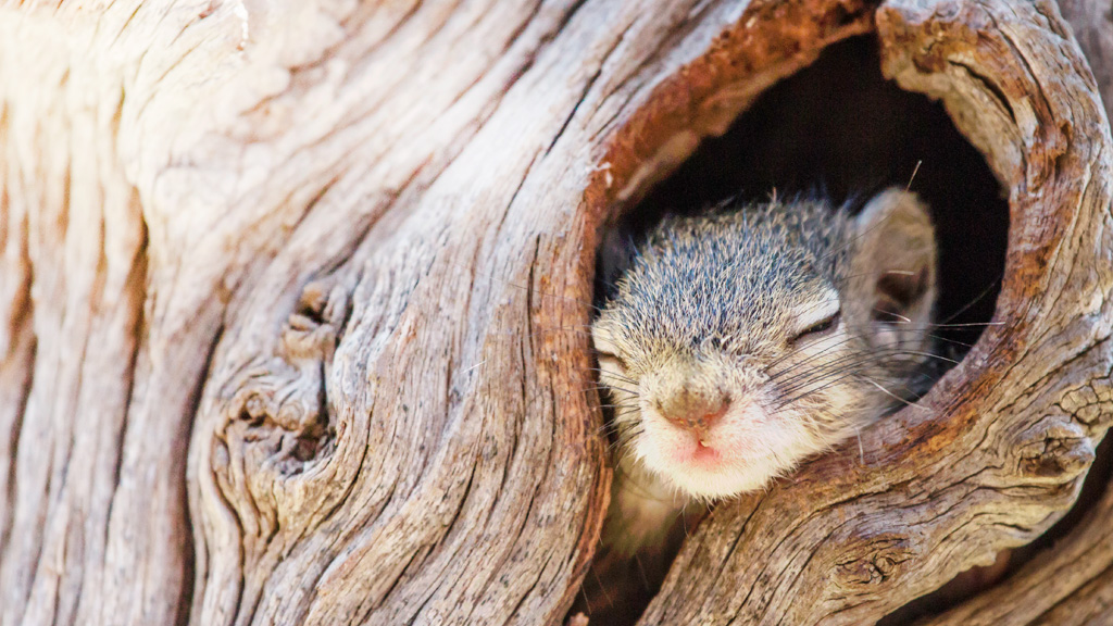 Animali e sonno: quali vanno in letargo e quali no